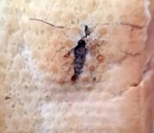 Ekmeğin içinden bakın ne çıktı?