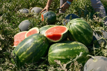 Karpuzun kilosu 70 kuruştan 30 kuruşa kadar düştü!