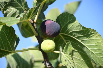 Osmangazi’den dünyaya açılan lezzet "Bursa siyah inciri"