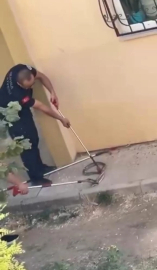 Bursa'da 1,5 metre uzunluğunda yılan görüldü