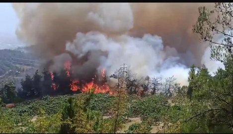 Bursa'daki orman yangını büyüyor
