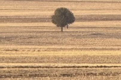 Şırnak'ta bir kişi ağaca asılı halde bulundu!