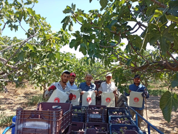 Bursa'da coğrafi işaretli siyah incir toplayan işçilere "Aile Yılı"nın önemi anlatıldı
