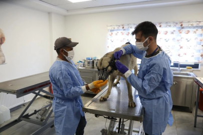 Uyuz tanısı konulan 50 köpek tedavi altına alındı