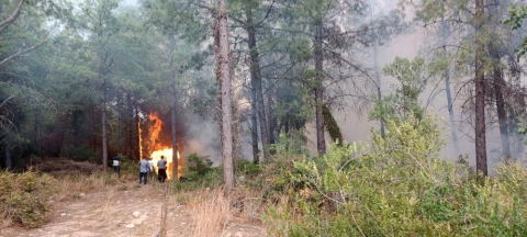 Osmaniye'de orman yangını başladı