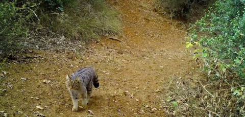 Uludağ'da yaban kedisi fotokapanla görüntülendi