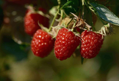 Ahududunun başkenti: Bursa