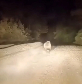 Bursa'da panik anları: Önüne ayı çıktı