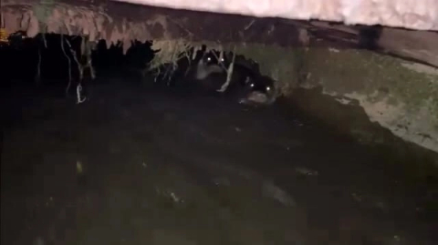 Su samurları sulama kanalında görüntülendi
