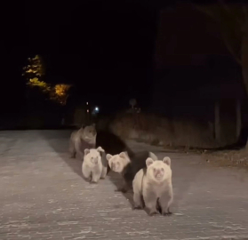 Bursa Uludağ Milli Parkı’nda ilginç karşılaşma