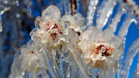 Zirai dondan etkilenen çiftçilere müjde!