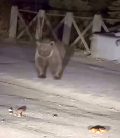 Bursa'da şaşkına çeviren görüntü: Koca ayıyı ekmekle beslediler