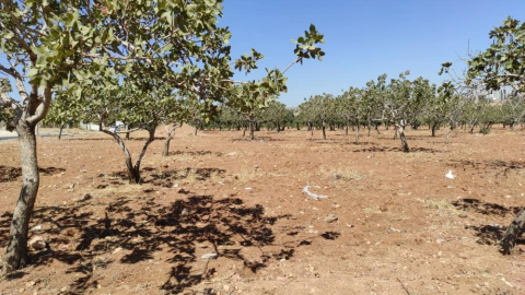 Kayıp kadın bahçede ölü bulundu