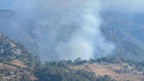Köyceğiz'de orman yangını