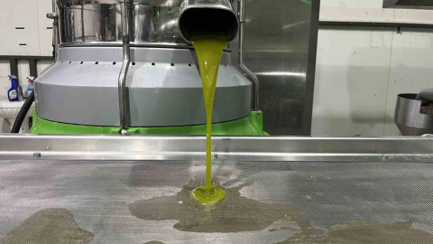 Marmara'nın ilk zeytinyağı sıkımı gerçekleşti