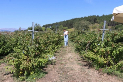 Sağlık sektörünü bırakıp çiftçi oldu