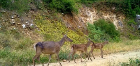 Uludağ'da Kızıl geyik ailesi görüntülendi