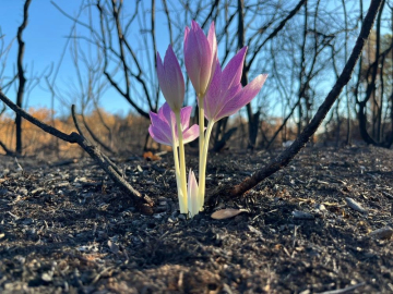 Bursa'da küle dönen ormanda umut veren görüntü!