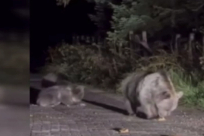 Uludağ’da tehlikeli yakınlaşma