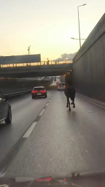 Bursa'da başıboş at krizi!