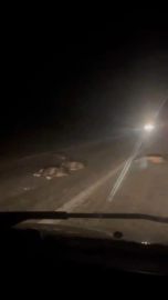 Bursa’da yola atlayan domuz sürüsü telef oldu