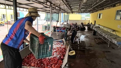 Bursa'dan Hollanda'ya 500 tonluk ihracat!