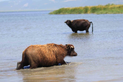 Manda sayısında düşüş yaşanıyor