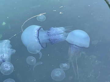 Müsilaj kabusu geri döndü! Marmara Denizi can çekişiyor