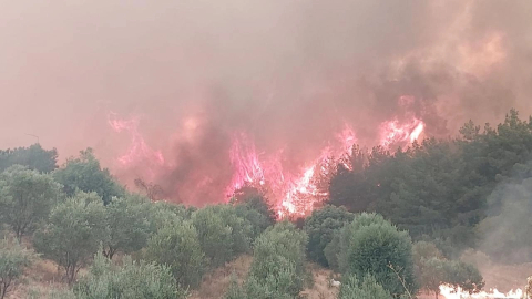 Yanan alanlar 2 milyon 556 bin fidanla yeşillendirilecek