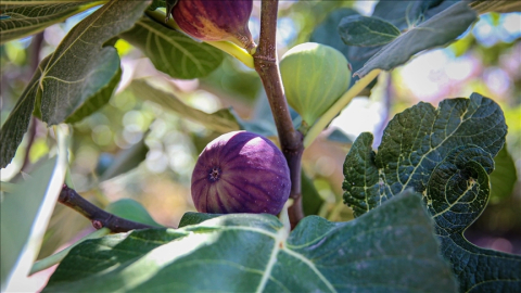 Bursa siyah incirinde 17 bin ton ihracat hedefleniyor