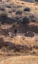 Köpeğe şiddet uygulayan şahıs gözaltına alındı