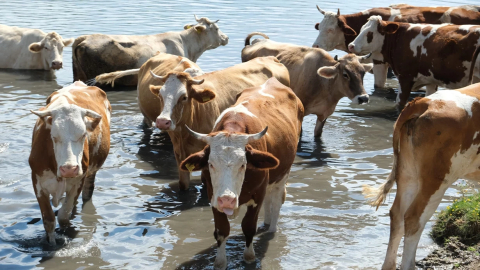 Türkiye'nin 2024 hayvan varlığı istatistikleri açıklandı