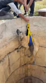 Bursa'da ekipler kuyuya düşen köpek için seferber oldu
