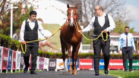 TİGEM 15 safkan Arap koşu tayı satacak