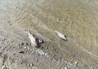 Burcun Göleti’nde balık ölümleri