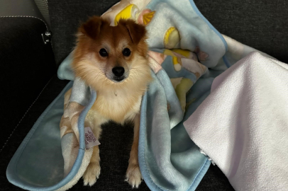 Bursa'da kayıp köpek "Pablo"yu bulana 50 bin lira ödül