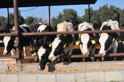 Süt sektörü mercek altında: Rekabet Kurumu uyardı