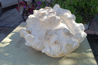 Bu mantarı göreneler gözlerine inanamadı!