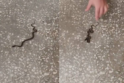 Bursa'da okul koridorunda yılan paniği