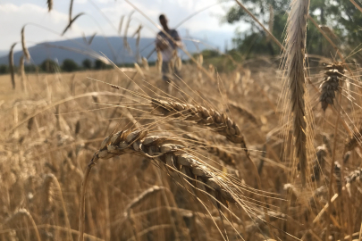 Küresel hububat arzında tüm zamanların rekoru geliyor