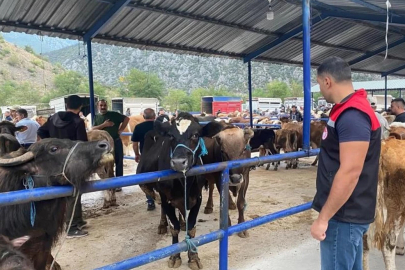 Amasya'da 'şap hastalığı' alarmı: Hayvan pazarı kapatıldı