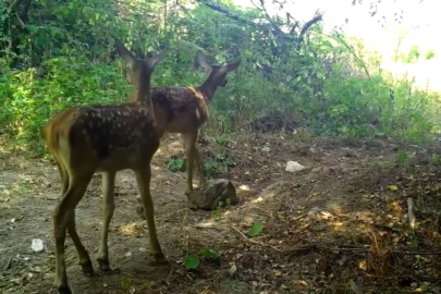 Uludağ'da kızıl geyik ailesi fotokapanla görüntülendi