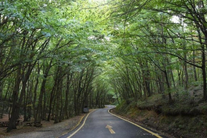 Ormanlar için "yeşil vatan" seferberliği başlatılacak