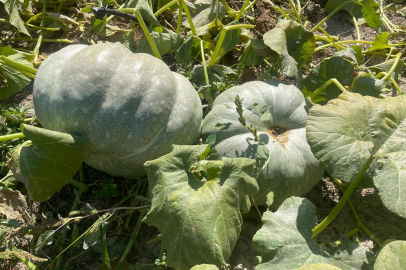 Bursa'da 40 kiloluk kabak şaşkınlık yarattı