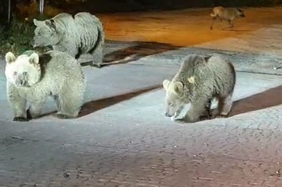 Bursa'da korku dolu anlar: Dağcılar ayılarla burun buruna geldi