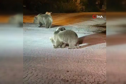 Bursa'da korku dolu anlar: Dağcılar ayılarla burun buruna geldi