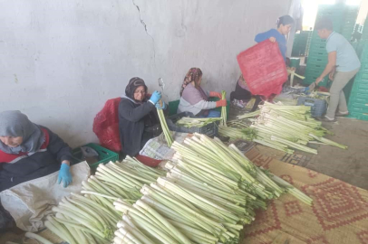 Bursa'da çiftçiler kışlık ürünlerin hasadına başladı