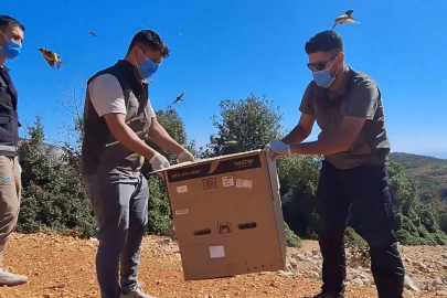 Yurt dışına kaçırılmak istenirken ele geçirilen 1431 saka kuşu doğaya salındı