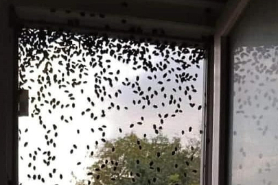 Türkiye'yi hızla saran kabusla ilgili korkutan açıklama!