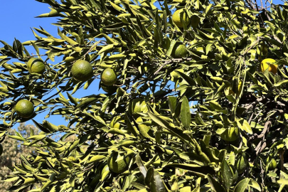 Bodrum mandalinasında rekolte beklentisi yüksek